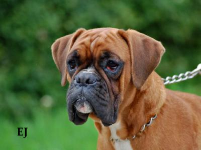 Voir la fiche du Chien de race Boxer