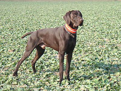 Voir la fiche du Chien de race Braque Allemand Drahthaar