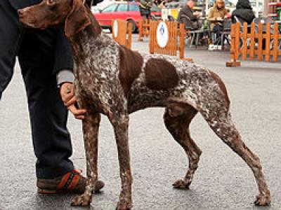 Voir la fiche du Chien de race Braque Français Type Gascogne