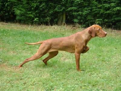 Voir la fiche du Chien de race Braque Hongrois (Vizsla)