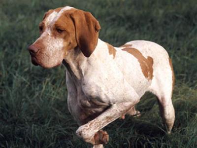 Voir la fiche du Chien de race Braque De L'ariège