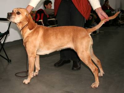 Voir la fiche du Chien de race Braque Portugais (Chien D'arrêt Portugais)