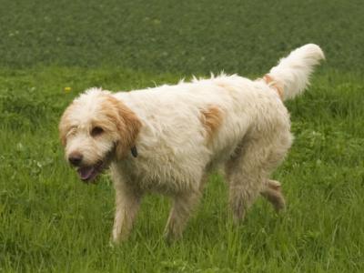 Voir la fiche du Chien de race Briquet Griffon Vendéen