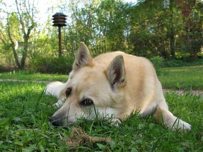 Voir la fiche du Chien de race Buhund Norvégien