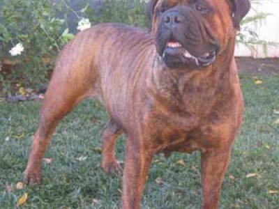 Voir la fiche du Chien de race Bullmastiff