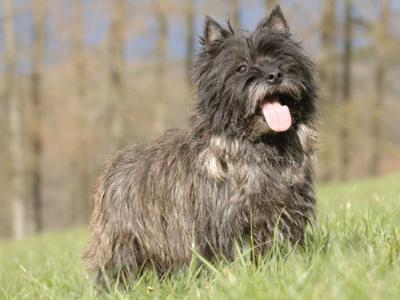 Voir la fiche du Chien de race Cairn Terrier