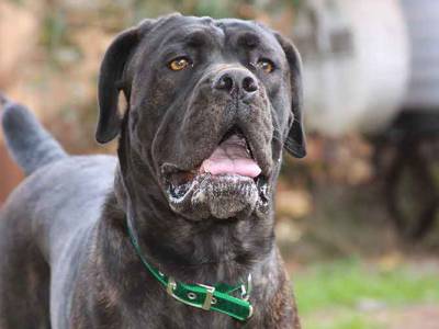 Voir la fiche du Chien de race Cane Corso (Chien De Cour Italien)