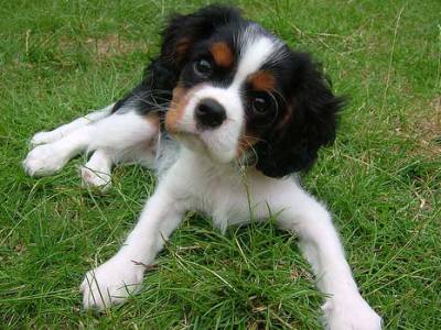 Voir la fiche du Chien de race Cavalier King Charles (Cavalier King Charles Spaniel)