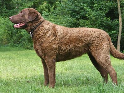 Voir la fiche du Chien de race Chesapeake Bay Retriever