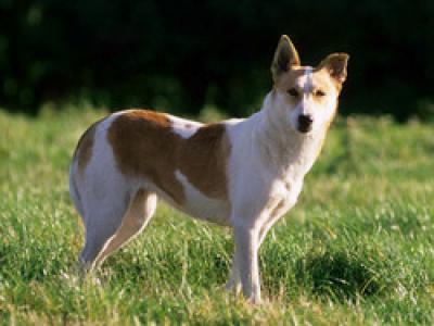 Voir la fiche du Chien de race Chien De Canaan