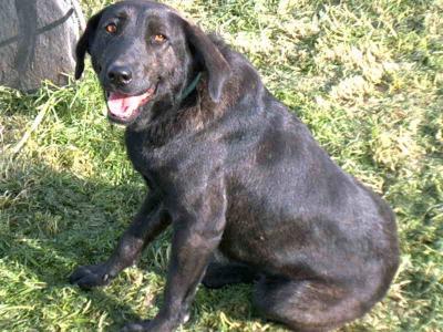 Voir la fiche du Chien de race Chien De Castro Laboreiro