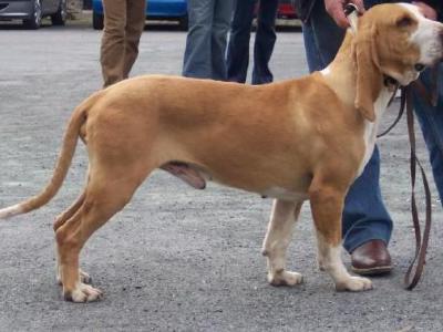 Voir la fiche du Chien de race Chien Courant Espagnol (Grand)