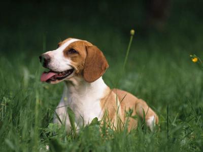 Voir la fiche du Chien de race Chien Courant De Hygen