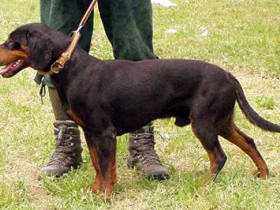 Voir la fiche du Chien de race Chien Courant Slovaque