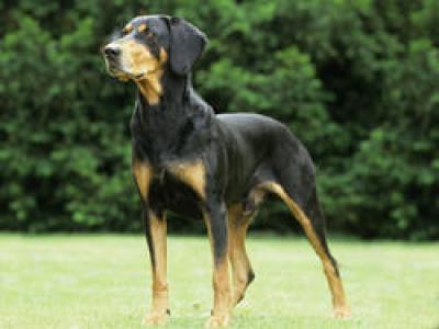 Voir la fiche du Chien de race Chien Courant De Transylvanie