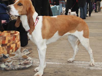 Voir la fiche du Chien de race Chien Courant Yougoslave De Montagne 