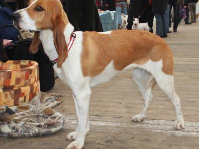 Voir la fiche du Chien de race Chien Courant Yougoslave De Montagne 