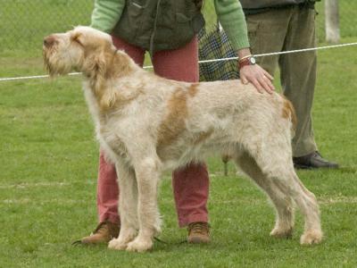 Voir la fiche du Chien de race Chien D'arrêt Italien À Poil Dur