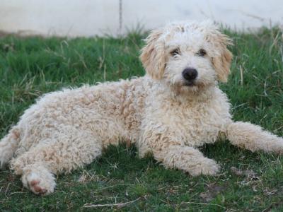 Voir la fiche du Chien de race Chien D'eau Espagnol