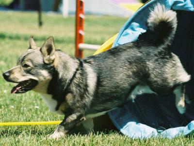 Voir la fiche du Chien de race Chien Des Goths