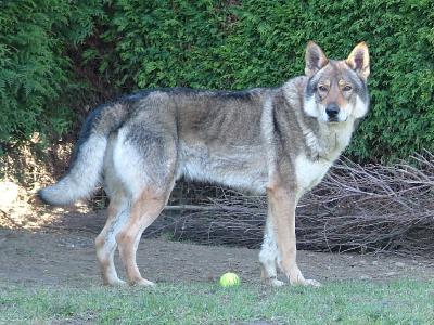 Voir la fiche du Chien de race Chien Loup Slovaque