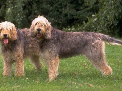 Voir la fiche du Chien de race Chien À Loutre