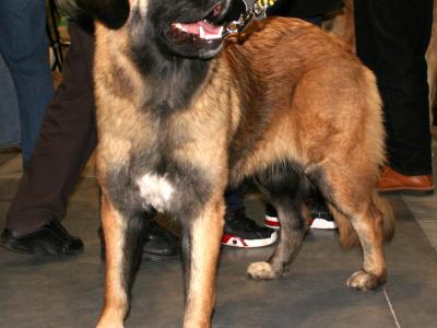 Voir la fiche du Chien de race Chien De Montagne Portugais À Poil Court 