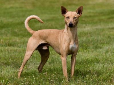 Voir la fiche du Chien de race Chien Nu Du Mexique