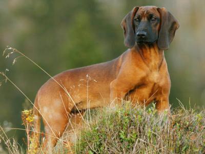 Voir la fiche du Chien de race Chien De Rouge De Baviére