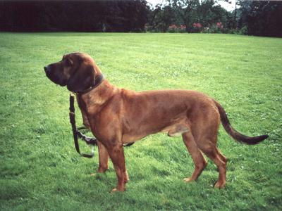 Voir la fiche du Chien de race Chien De Rouge De Hanovre 