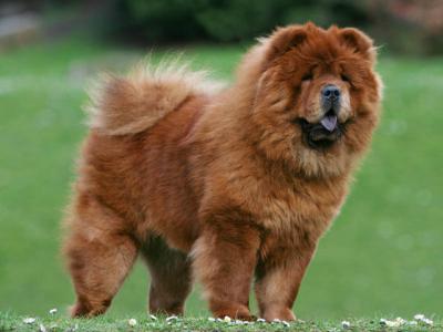 Voir la fiche du Chien de race Chow Chow