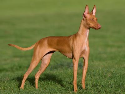 Voir la fiche du Chien de race Cirneco De L'etna