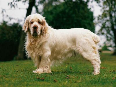 Voir la fiche du Chien de race Clumber (Clumber Spaniel)