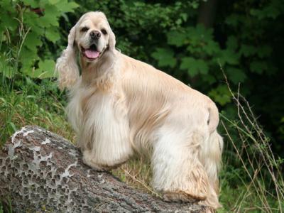 Voir la fiche du Chien de race Cocker Américain (Spaniel)