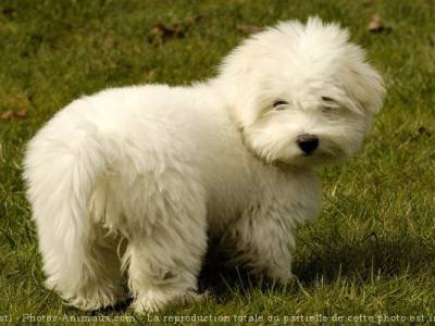 Voir la fiche du Chien de race Coton De Tulear