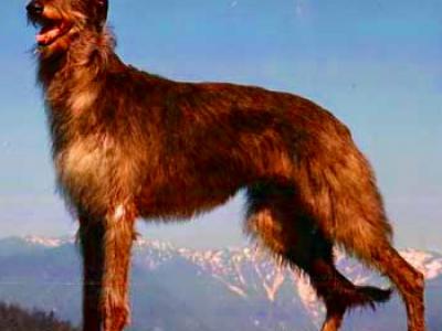 Voir la fiche du Chien de race Deerhound