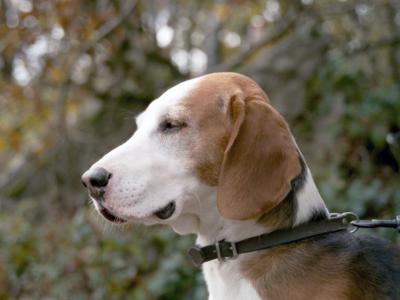 Voir la fiche du Chien de race Deutsche Bracke