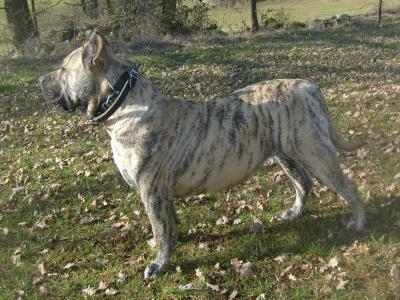 Voir la fiche du Chien de race Dogo Canario (Chien Des Canaries - Perro De Presa Canario)