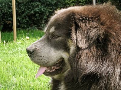 Voir la fiche du Chien de race Dogue Du Tibet