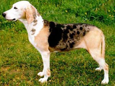 Voir la fiche du Chien de race Dunker (Chien Courant Norvégien)