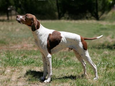 Voir la fiche du Chien de race English Pointer