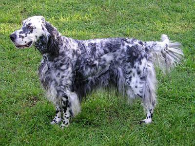 Voir la fiche du Chien de race English Setter