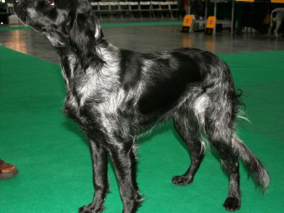 Voir la fiche du Chien de race Epagneul Bleu Picard (Epagneul Bleu De Picardie)