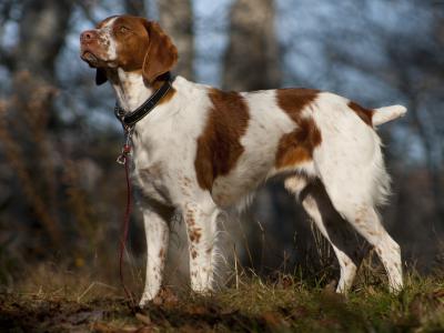 Voir la fiche du Chien de race Epagneul Breton