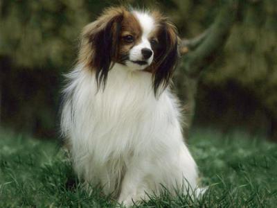 Voir la fiche du Chien de race Epagneul Nain Continental (Papillon)