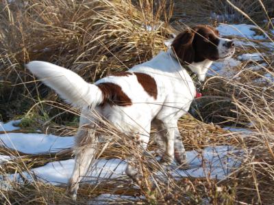 Voir la fiche du Chien de race Epagneul À Perdrix De Drente