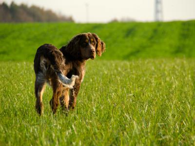 Voir la fiche du Chien de race Epagneul Picard