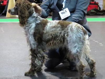 Voir la fiche du Chien de race Epagneul Pont Audemer