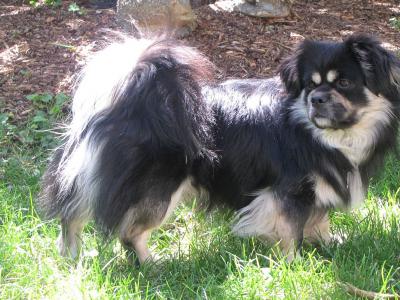 Voir la fiche du Chien de race Epagneul Du Tibet (Tibetan Spaniel)