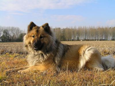 Voir la fiche du Chien de race Eurasier